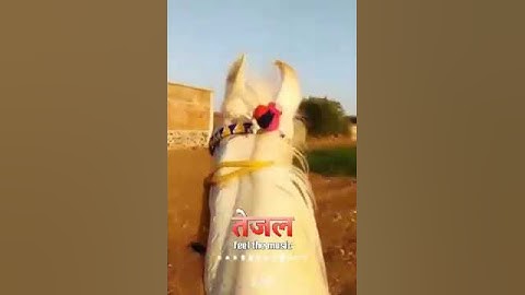 Veer tejaji new WhatsApp status video 2021| tejaji new song | tejaji ringtone| tejaji status 2021 |