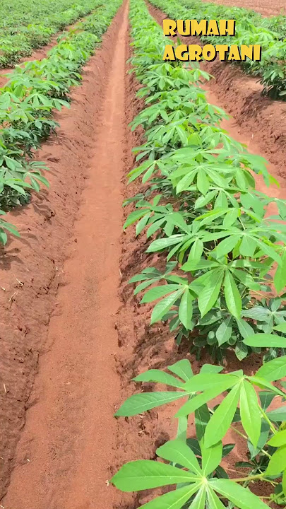 These are the 5 Largest Cassava Producing Countries in the World!
