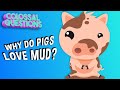 Understanding Why Pigs Love Mud