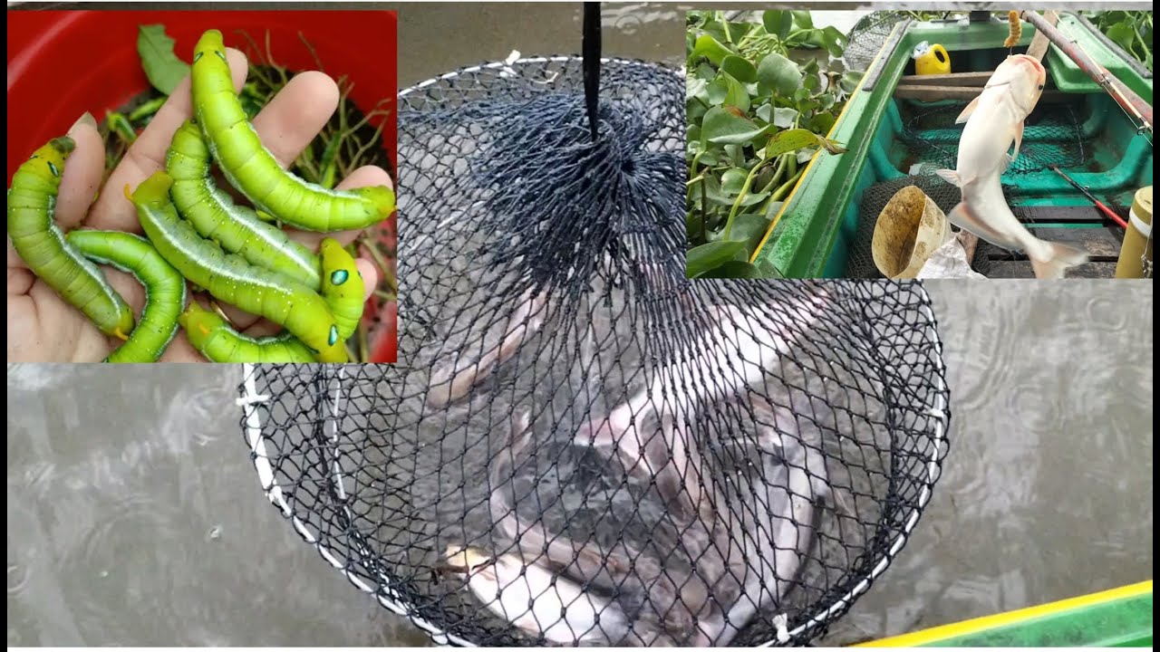 Câu cá Ba Sa bằng mồi Sâu Sứ, cá ăn liên tục.