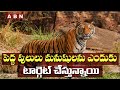 Special story on tigers in telangana forests  target human vs tigers  abn telangana