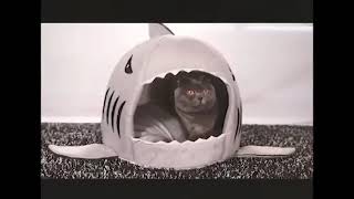 Shark Bed for Cats and Small Dogs screenshot 5