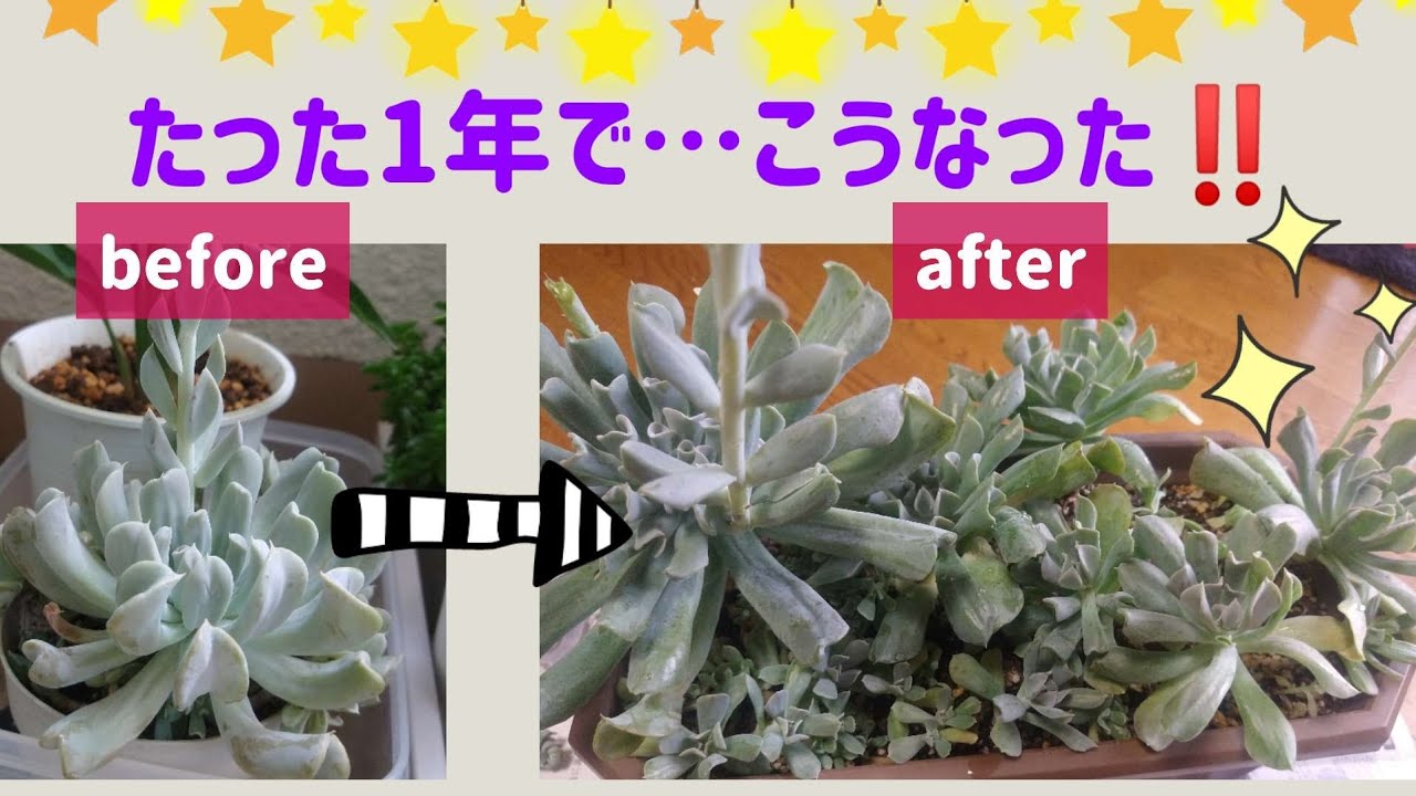 多肉植物^o^ トップシーダビー 超大苗！ 多肉植物^o^ トップシーダビー