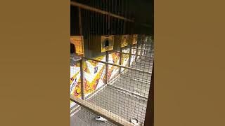 Dekorasi kandang wartel sederhana