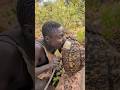 chaabaa eating tortoise meat
