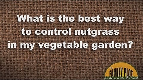 Q&A - How To Control Nutsedge in the Garden