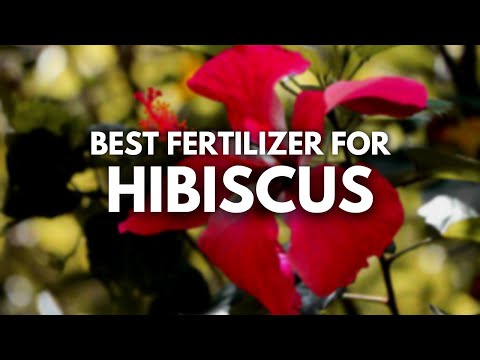 Best Fertilizer For Hibiscus - Bigger and Brighter Blooms
