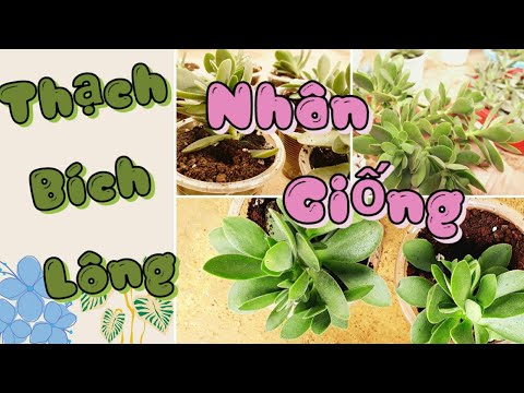 Video: Chăm Sóc Cây Crassula Succulents - Mẹo Trồng Cây Chùa Đỏ Crassula