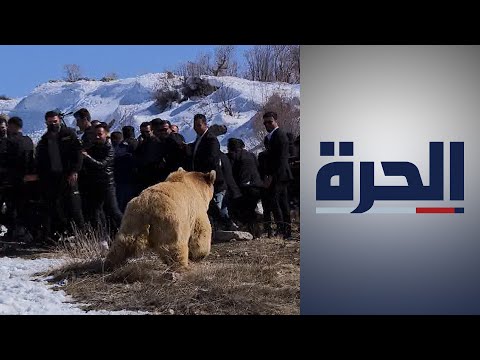 فيديو: هل توجد دببة في جبال وينتا؟