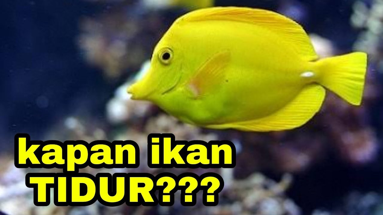 TAUKAH KAMU KAPAN IKAN TIDUR  YouTube