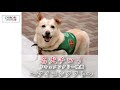 名犬チロリ  ドキュメンタリー映画 「アイコンタクト」～捨て犬から日本初セラピードッグになったチロリと大木トオルの波乱万丈物語～（Edited Version）