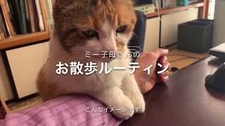 ミー子母さんのお散歩ルーティン