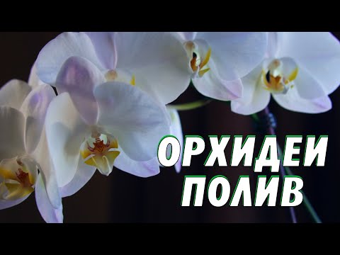 Как часто поливать орхидею в домашних условиях зимой