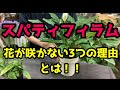 スパティフィラム🌿の花が咲かない理由とは！？😃育て方・剪定について徹底解説【観葉植物の名脇役】