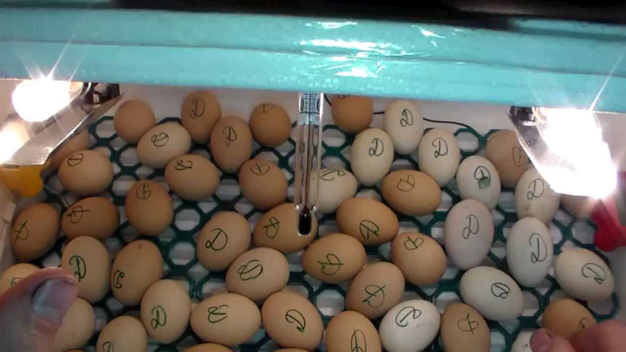 Какое должно быть инкубационное яйцо. Инкубатор для яиц. Куриные яйца в инкубаторе. Инкубационное яйцо в инкубаторе. Инкубация куриных яиц в инкубаторе.