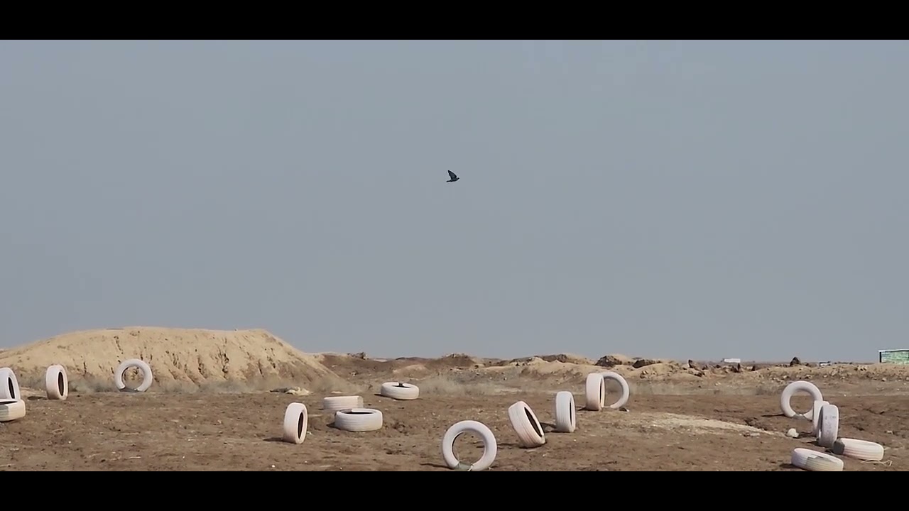 الاسود الكبير طير عماد ابو علي بر التنومه ج1