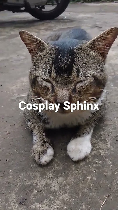 Kucing Cosplay Jadi Penjaga Piramid