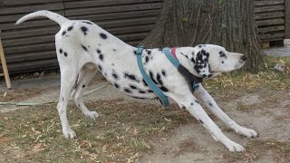 How To Exercise Your Dalmatian - A Comprehensive Guide