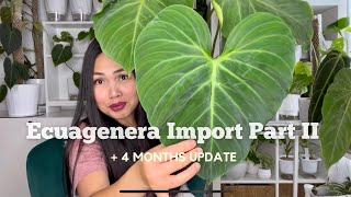 💚 Ecuagenera Rare Plant Import Unboxing Part 2 | + 4 MONTHS Update 💚