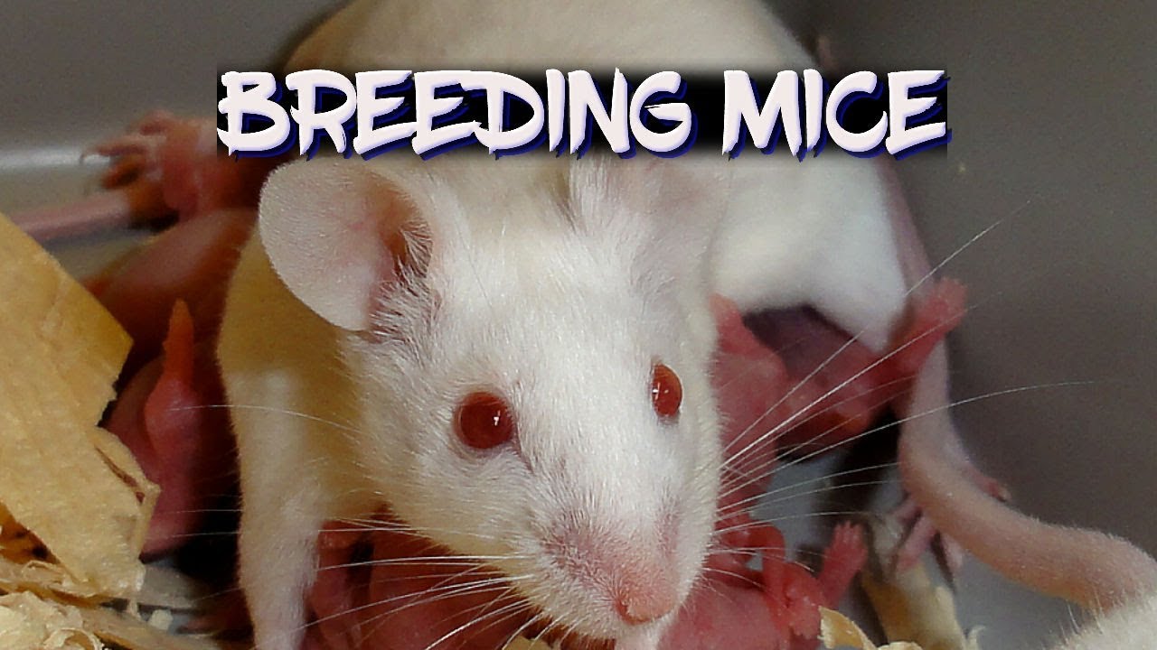 Breeding mice!