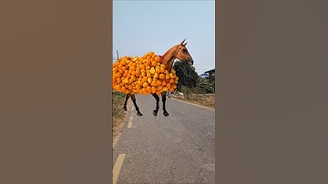 Horse 3D Animated Video Design #shorts