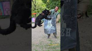 💣💥Fearless Alpha. #STRAZHODESSA German Shepherd training. GUARD.  Odessa 2024.