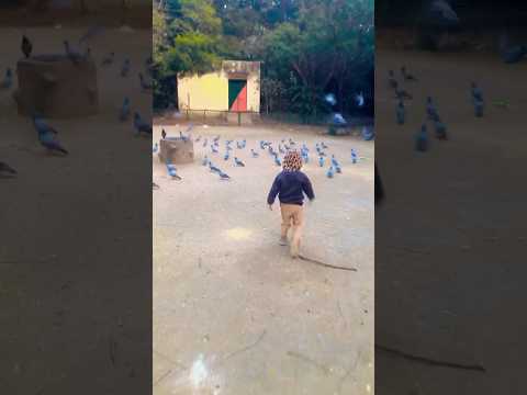 Pigeons pigeons everywhere