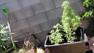THC HerbanGardener   Outdoor Grow Season 2020 Cannabisode 9