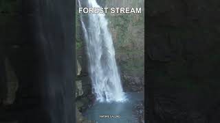 Forest Stream for Sleep 💧 #shorts