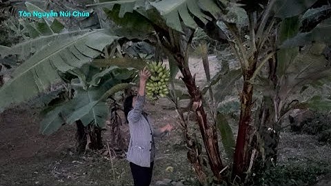 Thu hoạch Chuối Laba, Chuối Cao vào buổi tối