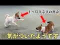 別々にもらわれた保護子犬が、久々の再会でお互いを思い出した瞬間が泣ける…！