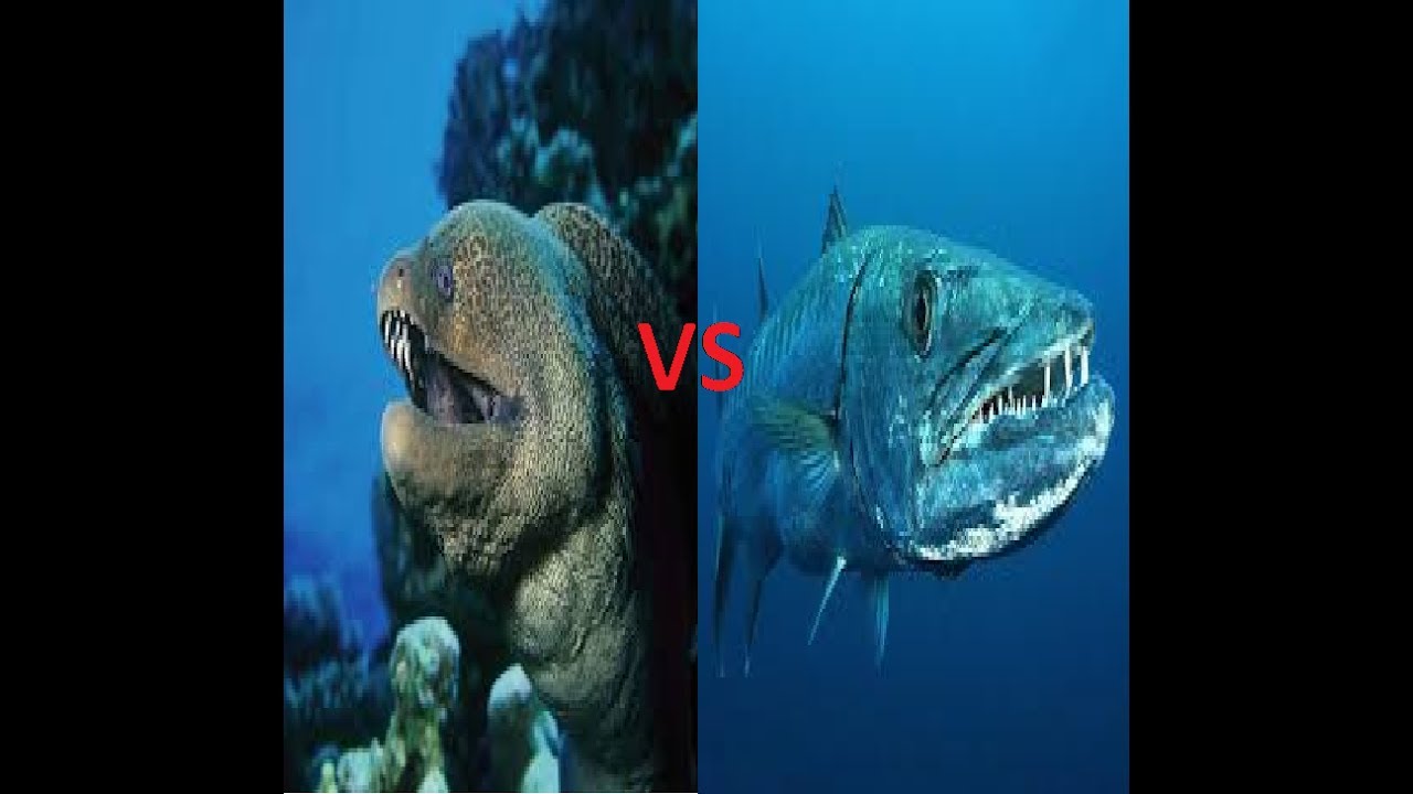 Giant Moray Eel VS Great Barracuda YouTube