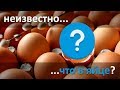 Разбил яйцо а там... | Неизвестно что в яйце