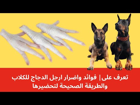 فيديو: هل يمكن للكلاب أن تأكل كريات الدجاج؟