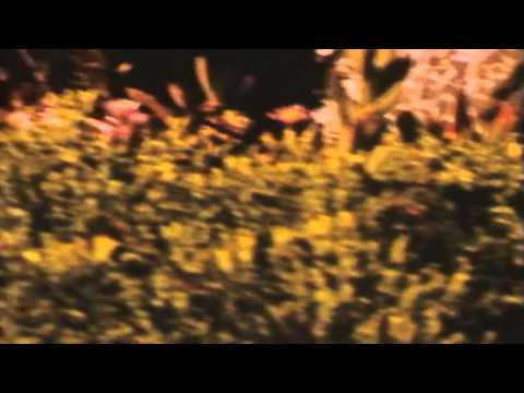 Karma Vision Video