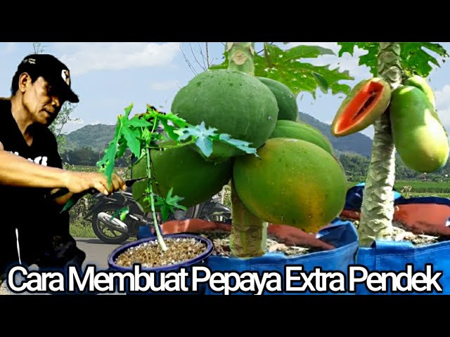 CARA MEMBUAT PEPAYA PENDEK BERBUAH || EXTRA PENDEK