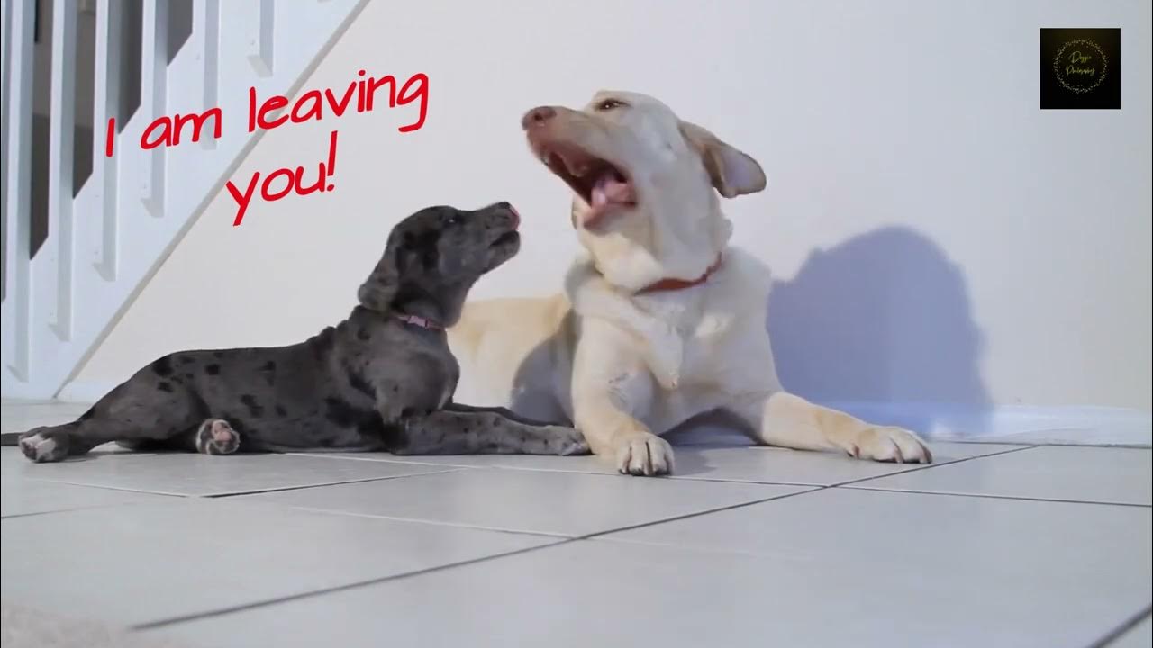 Stop Puppy! Part 1 YouTube