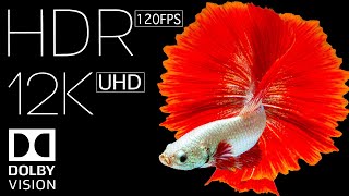 12K HDR Video ULTRA HD 120 FPS - Best of Dolby Vision