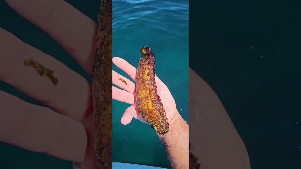 O meu xa son largometraxes.