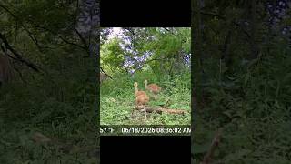 Cranes & Their Colts #trailcam #birdwatching