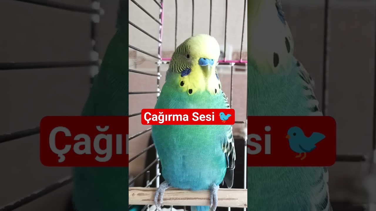 Bu Çağırma Sesiyle Kaçan Kuş Geri Geliyor! Dinlet Eline Gelsıin Çıldırsın 😱🐦 #muhabbetkuşu #birds