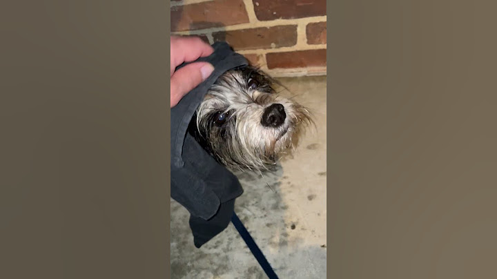 Bentley Walks in the rain and gets dry after His Walk for Taco Tuesday.