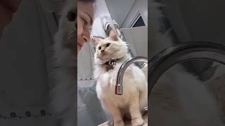 Funny cat moments 2026 😂 #catfails #catanddogfails #catshorts