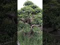 cây xanh bọn sai#cute #music #art #india #short