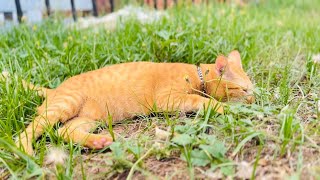 Adorable Miracle Asking To Go outside to play with The grass…