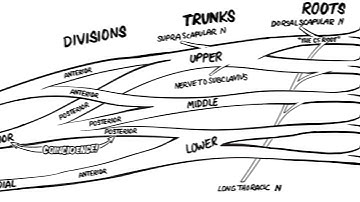 The Brachial Plexus- Animated Review [HD]