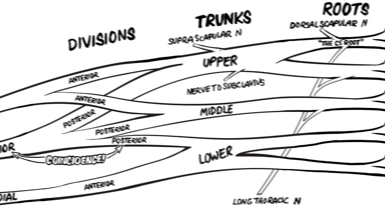 The Brachial Plexus- Animated Video