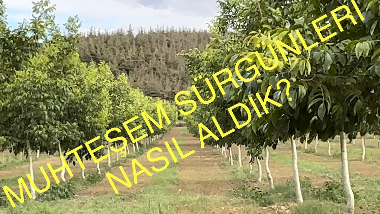 CEVİZ BAHÇESİNDEKİ BU GELİŞMEYİ NASIL SAĞLADIK? önce kötü bahçeydi şimdi muhteşem. Ceviz Adam Ahmet