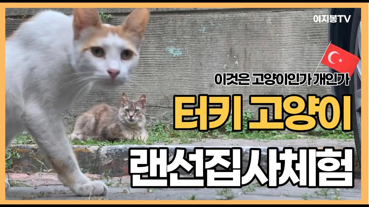 이스탄불 길거리 고양이 모음｜터키에 온다면 당신도 집사가 될 수 있어요