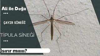 Çayır Sineği Tipula Sineği Bostan Sineği Dere Sineği Tipulidae